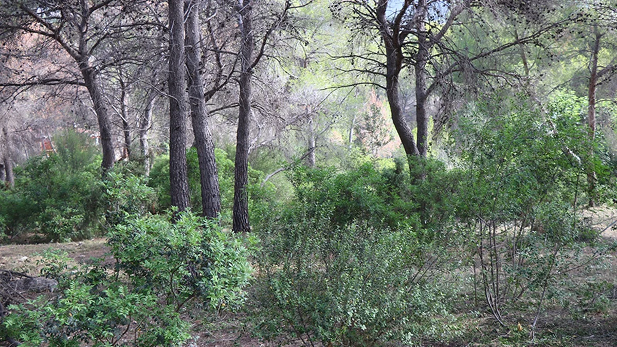 Recursos forestales de prevención de incendios